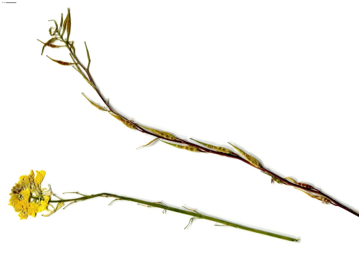 Sinapis alba (Brassicaceae)